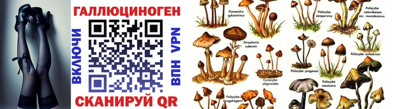 купить закладку  Дубовка  Галлюциногенные грибы Psilocybine cubensis 